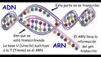 estructura y replicación del adn - Grado 10 - Quizizz