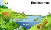 ecossistemas Flashcards - Questionário