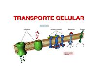 la membrana celular - Grado 9 - Quizizz