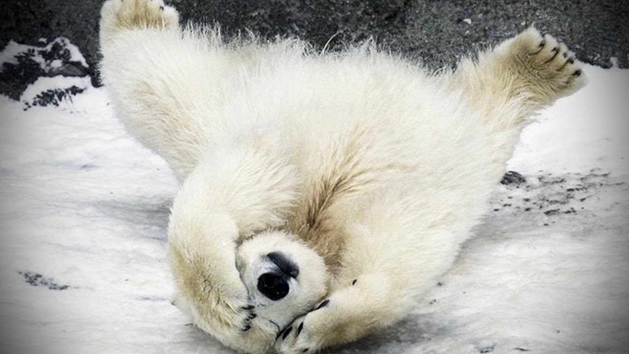 Polar Bears | Other Quiz - Quizizz