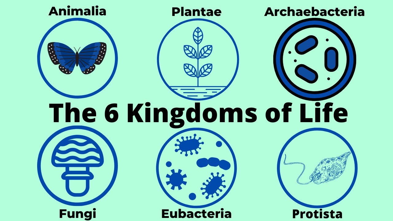 Kingdoms of Life Practice