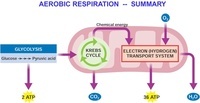 cellular respiration - Grade 10 - Quizizz