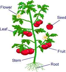 Parts of a plant questions & answers for quizzes and tests - Quizizz