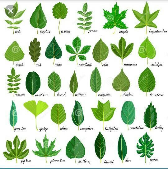 types-of-leaves-quizizz
