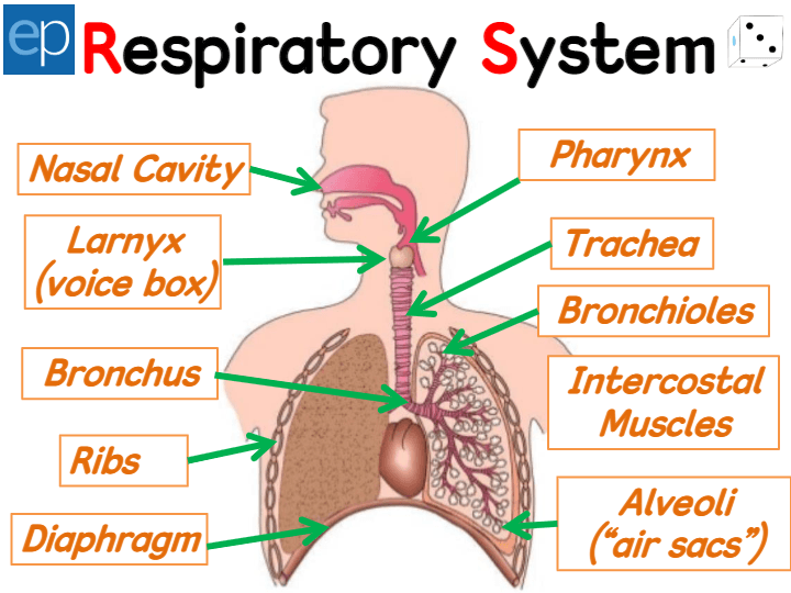 Breathing | Science - Quizizz