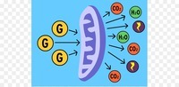 biología vegetal Tarjetas didácticas - Quizizz