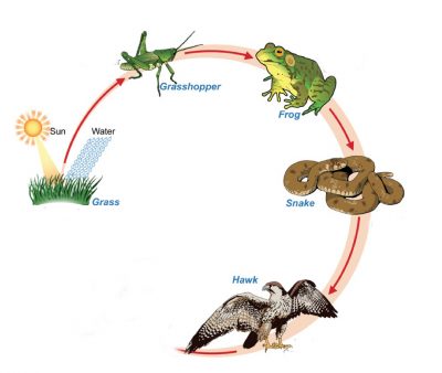 food chain Flashcards - Quizizz