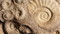 fossils - Year 4 - Quizizz