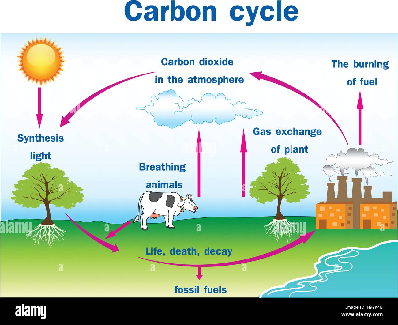 carbon cycle | Quizizz