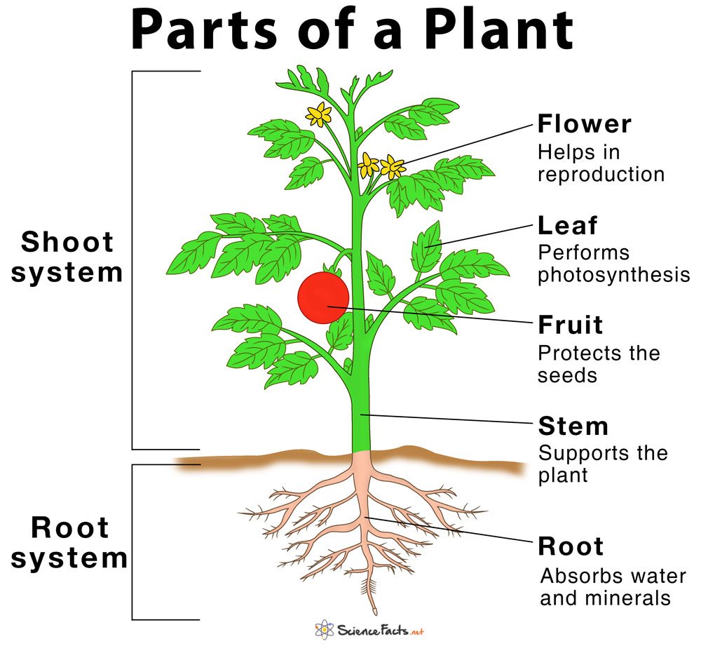 Plant Parts and Functions-1st grade | 50 plays | Quizizz