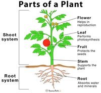 plant parts and their functions - Class 2 - Quizizz