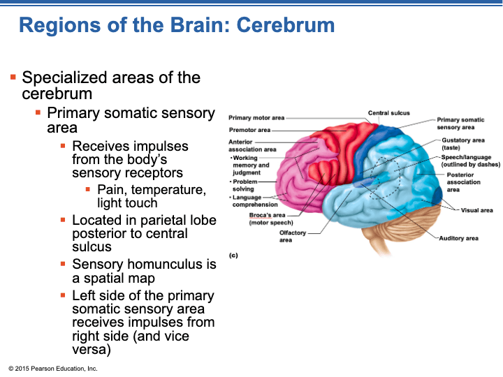 Unit 6 - The CNS - Functional Anatomy of the Brain - Quizizz