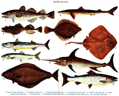 Нерыбные продукты моря картинки