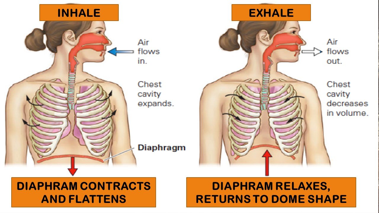 RESPIRATORY SYSTEM | Science - Quizizz