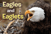 Eagles and Eaglets