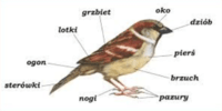 Fakt Rodziny - Klasa 1 - Quiz