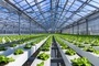 Farming and Hydroponics