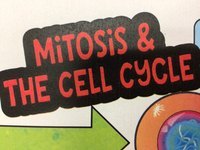 the cell cycle and mitosis - Year 6 - Quizizz