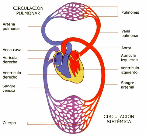 Sistema Circulatorio | Quizizz