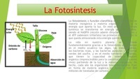 fotosíntesis - Grado 6 - Quizizz