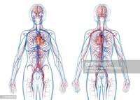 the circulatory and respiratory systems - Year 4 - Quizizz