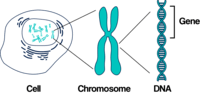 synteza rna i białek - Klasa 7 - Quiz