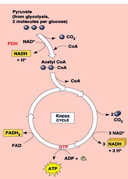 Metabolisme Biology Quiz Quizizz