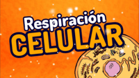 respiración celular - Grado 9 - Quizizz