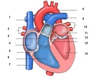 Karty anatomii - Klasa 10 - Quiz