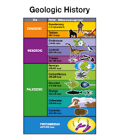 evolution and the tree of life - Class 9 - Quizizz