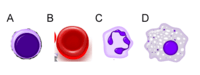 synteza rna i białek - Klasa 11 - Quiz