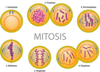 the cell cycle and mitosis - Class 12 - Quizizz