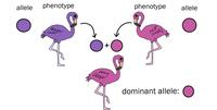 genetics vocabulary dominant and recessive - Class 6 - Quizizz