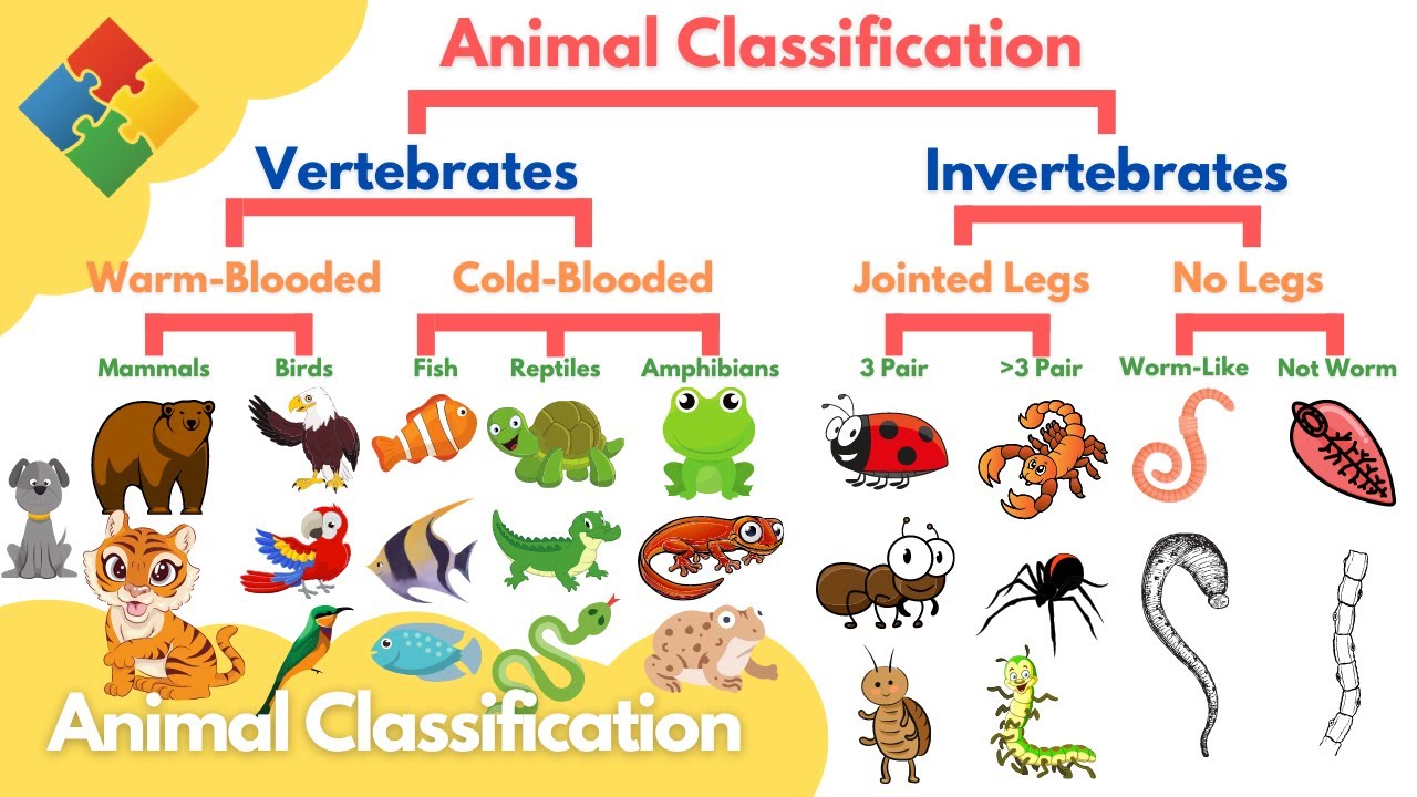 Classification of Animals | 58 plays | Quizizz