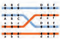 El ciclo celular y la mitosis. - Grado 12 - Quizizz