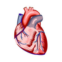 Tarjetas de anatomía - Grado 10 - Quizizz