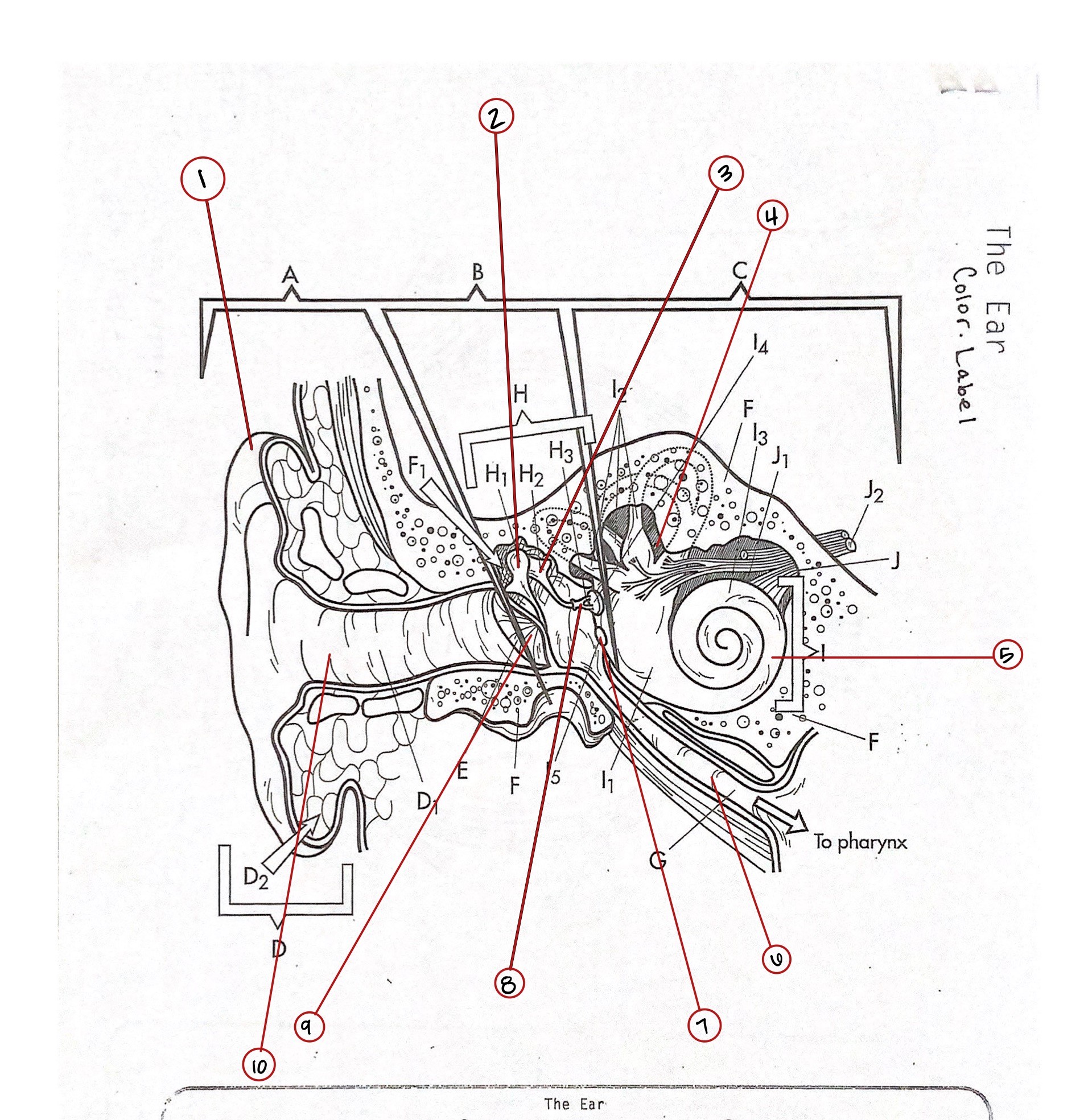 ear-diagram-92-plays-quizizz