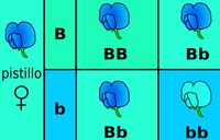 genetyka, słownictwo, genotyp i fenotyp - Klasa 2 - Quiz