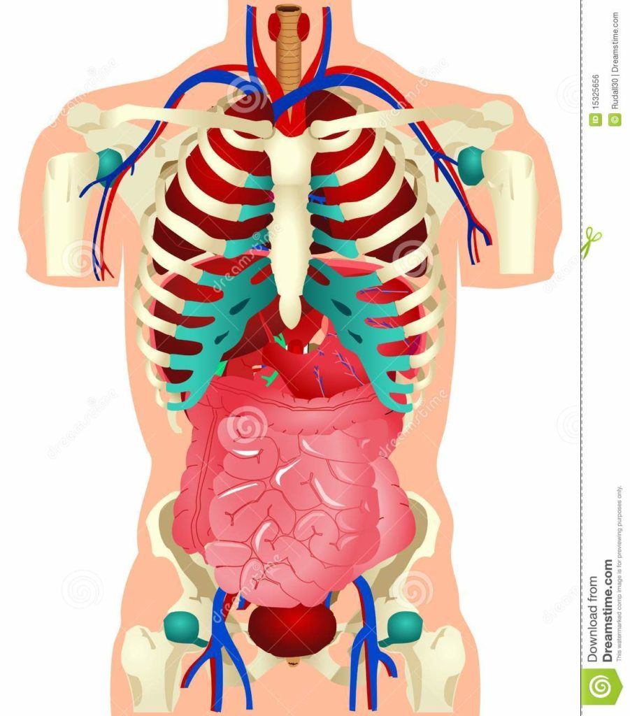 Body Systems Again | Science Quiz - Quizizz