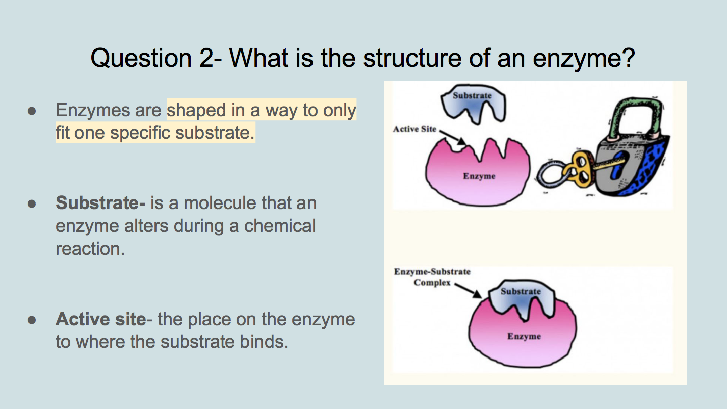 Enzymes Biology Quizizz