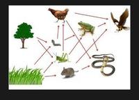 biologi perilaku - Kelas 11 - Kuis