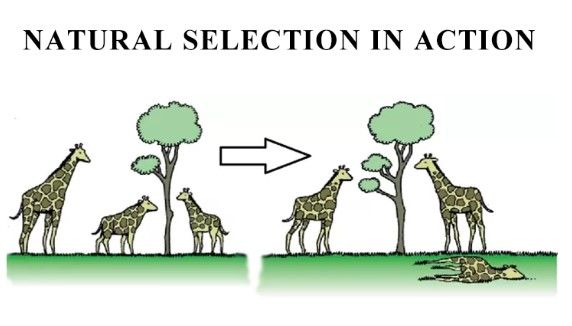 Natural Selection Vocabulary