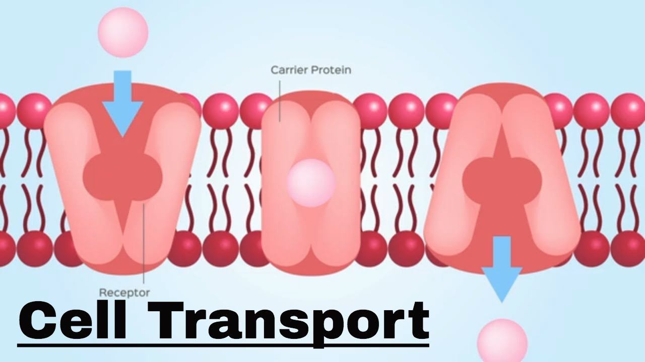 membranes and transport - Class 8 - Quizizz