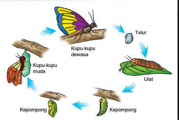 Daur Hidup Hewan Biology Quiz Quizizz