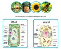 โครงสร้างของเซลล์ Flashcards - แบบทดสอบ