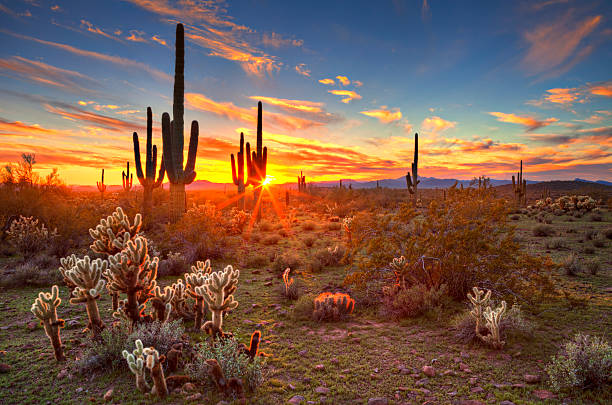 World Deserts Quiz | Environment Quiz - Quizizz