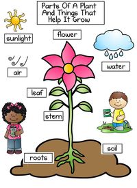 Plants Needs Of Plants Parts Of Plants Quizizz