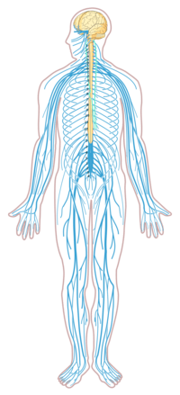 sistem saraf dan endokrin - Kelas 9 - Kuis