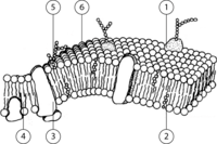 Medžiagų pernaša.Plazminė membrana (IIIkl.)