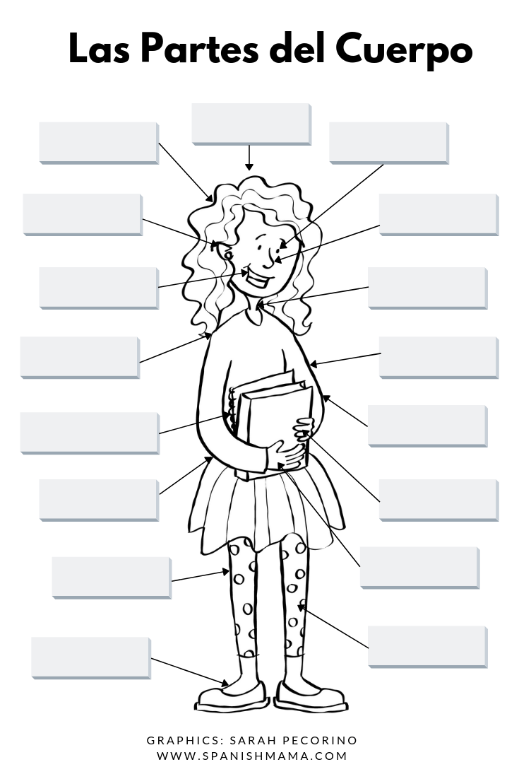 Diagrama Partes Del Cuerpo Diagram Quizlet Lupon Gov Vrogue Co